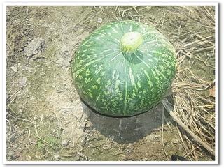 かぼちゃ.jpg