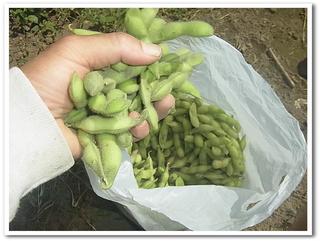 枝豆袋2.jpg