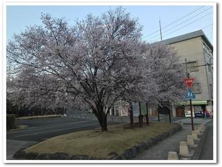 桜2.jpg
