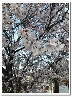 桜3.jpg