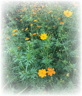 黄花1.jpg