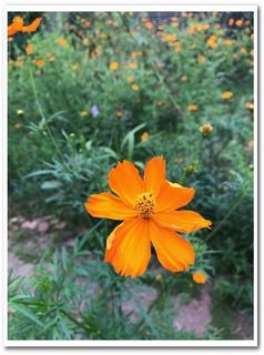 黄花2.jpg
